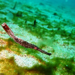 Robust gost pipefish