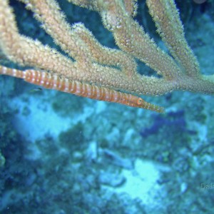 Cozumel Trumpetfish