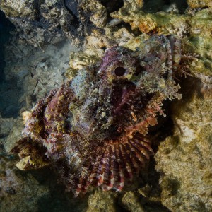scorpionfish35