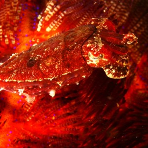 Pygmy cuttlefish in a fire urchin