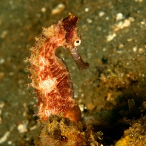 Shy seahorse