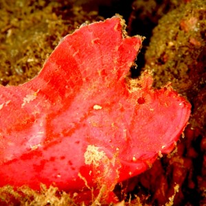 pink leaf scorpionfish