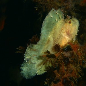 White Leaf scorpionfish