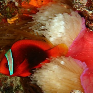 Tomato anemonefish in bleaching anemone