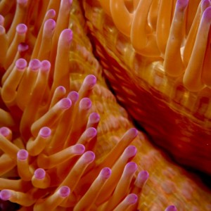 anemone abstract