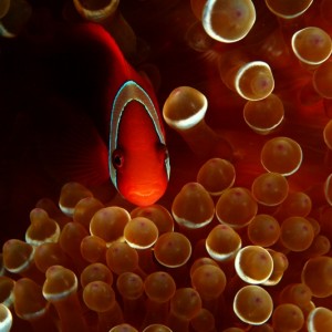 Tomato anemonefish