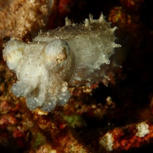 Pygmy cuttlefish