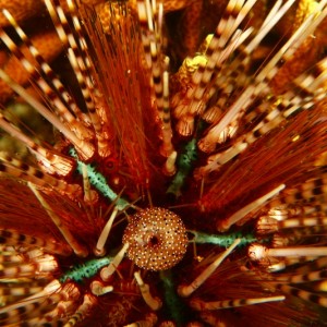 Colorful urchin