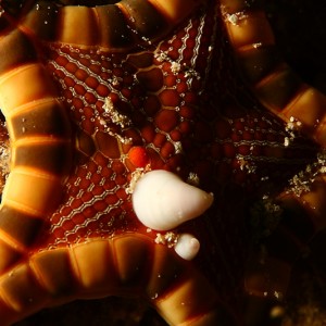 Parasitic Clam on a starfish