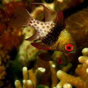 Coral cardinalfish