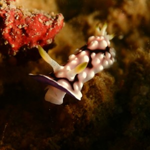 Nudibranch mouth