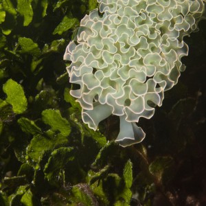 White Lettuce Sea Slug on a bed of lettuce
