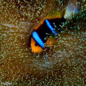 Anemone Fish