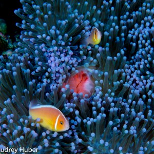 Blue Anemone and fish