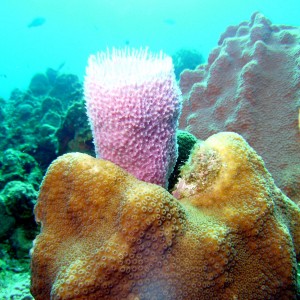 Sponge and Coral