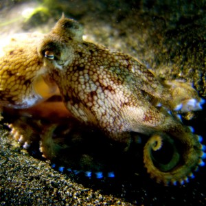 Night dive - octopus