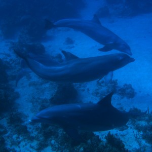 Dolphins in Negril 2008