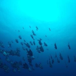 Pictures from first few dives