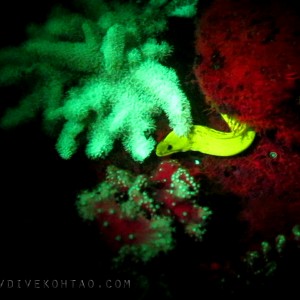 Fluorescent moray eel