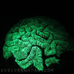 Fluorescent Brain Coral