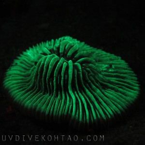 Fluorescent Mushroom Coral