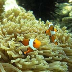 Thailand-Western Clownfish