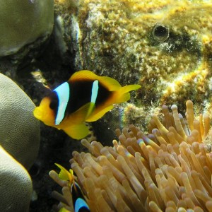 Red Sea-Anemonefish2