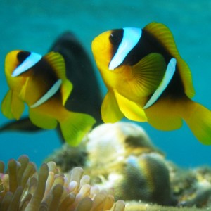 Red Sea Anemonefish3
