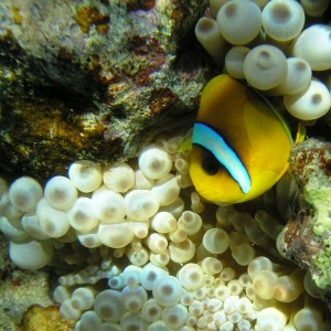 Red Sea Anemonefish4