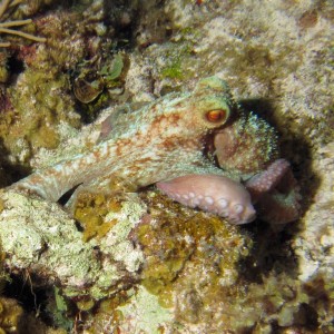 Octopus45