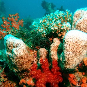 Corals in Fiji