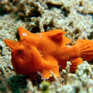 orange tiny frog fish