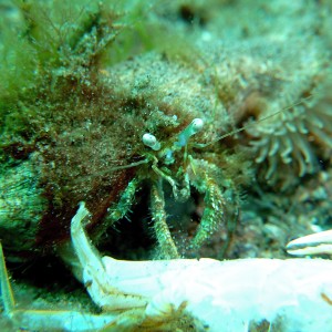 Anemone hermit crab (?)