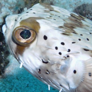 Porcupine fish