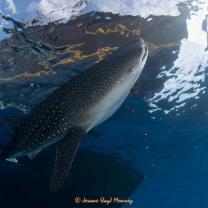 WAOW and the Whaleshark!