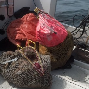 1 dive, 4 full bags of scallops