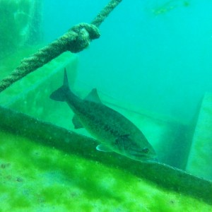 Diving Dutch pet fish