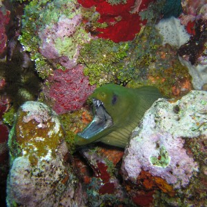 A mean looking Green Moray