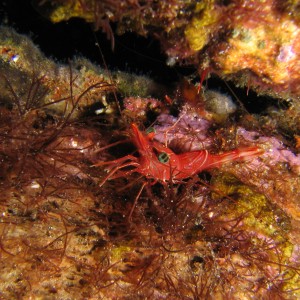 Hingebeak shrimps