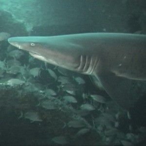 Sand Tiger - NC Wreck of the Papoose