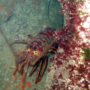 lobster2-adjusted
