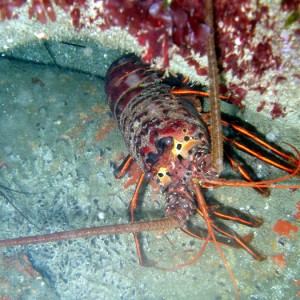 lobster3