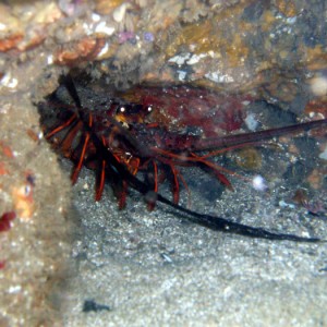 lobster31