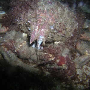Crab -- Monterey 20050417