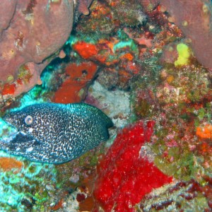 Spotted Eel - Cozumel