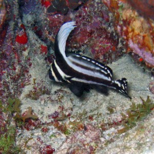 Spotted Drum (Curacao)