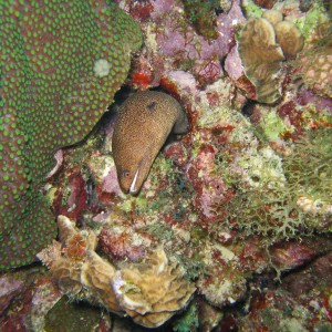Goldentail Moray Eel (Curacao)