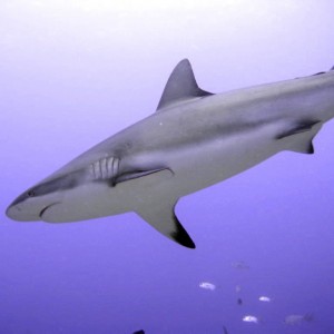 Reef Shark - Roatan