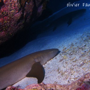 shark dive in the north of mauritius