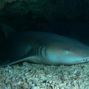 nurse shark sleeping mauritius